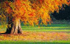 ősz fa címlapfotó