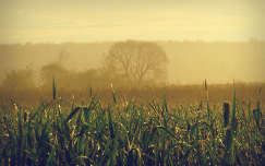 köd kukoricaföld címlapfotó