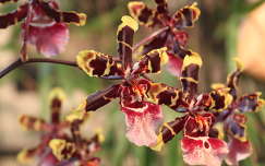 Orchidea/Fotó: Novák Titanilla