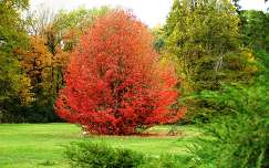 címlapfotó szarvasi arborétum kertek és parkok ősz magyarország