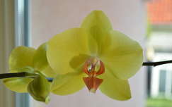 Orchidea virág