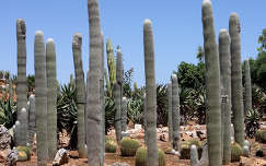 Kaktuszpark, Mallorca