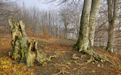 Fotó:Szolnoki Tibor-2013.12.28.