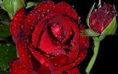 Vörös Rózsa