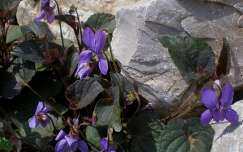 vadvirág tavaszi virág címlapfotó ibolya