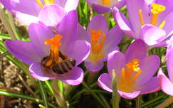 tavaszi virág krókusz méh rovar