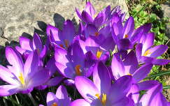 tavaszi virág krókusz címlapfotó