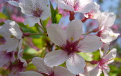 Cseresznyefa virága