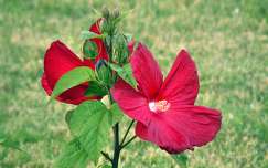 hibiszkusz