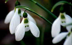 vadvirág nőnap tavaszi virág tavasz címlapfotó hóvirág