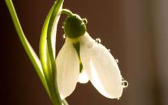 vadvirág nőnap tavaszi virág tavasz címlapfotó hóvirág vízcsepp