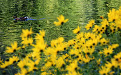 kúpvirág nyári virág tó