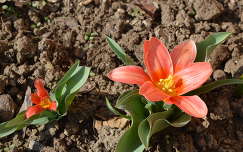 Korai tulipán
