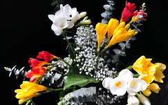 virágcsokor és dekoráció frézia névnap és születésnap címlapfotó