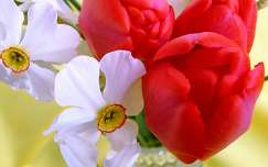 tulipán tavaszi virág nárcisz címlapfotó tavasz virágcsokor és dekoráció