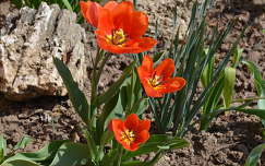 Tulipán