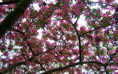 Ébredő természet, tavasz, rózsaszín fa