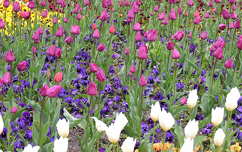 Tulipánok