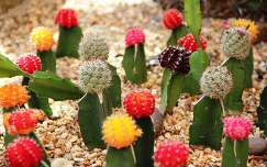 címlapfotó kaktusz színes