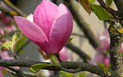 magnólia virágzó fa