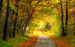 ősz út erdő