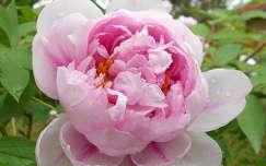 tavaszi virág pünkösdi rózsa vízcsepp