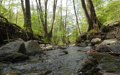 kövek és sziklák patak erdő