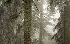 fenyő örökzöld fa zúzmara köd erdő