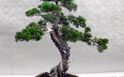 Feketefenyő bonsai