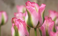 tulipán tavaszi virág címlapfotó