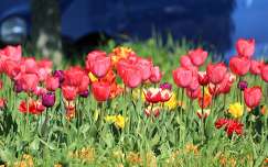 tulipán tavasz tavaszi virág