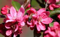 gyümölcsfavirág virágzó fa méh rovar