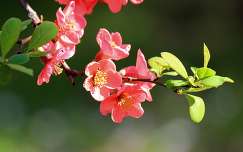 virágzó fa japánbirs