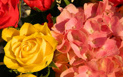 hortenzia rózsa