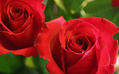 Vörös rózsák