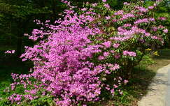 rododendron,Jeli arborétum