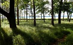 balaton árnyék fa tó magyarország