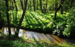 fény árnyék címlapfotó tavasz patak erdő