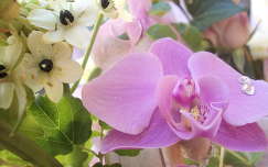 orchidea, lila