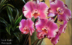 Orchidea  Fotó:Novák Titanilla