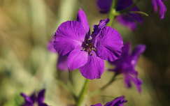 szarkaláb vadvirág nyári virág