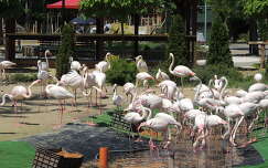 Flamingók a Budapesti Állatkertben