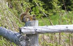tavasz mókus kerítés