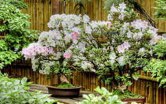 Bonsai