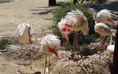 Flamingófészkek a budapesti Holnemvolt parkban