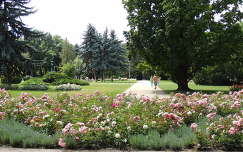 Budapest,Margitsziget,Rózsakert