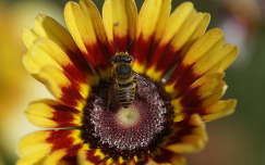 nyári virág záporvirág méh rovar