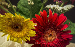 Gerbera
