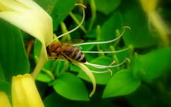 :) méhecske