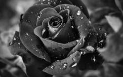 fekete-fehér rózsa vízcsepp